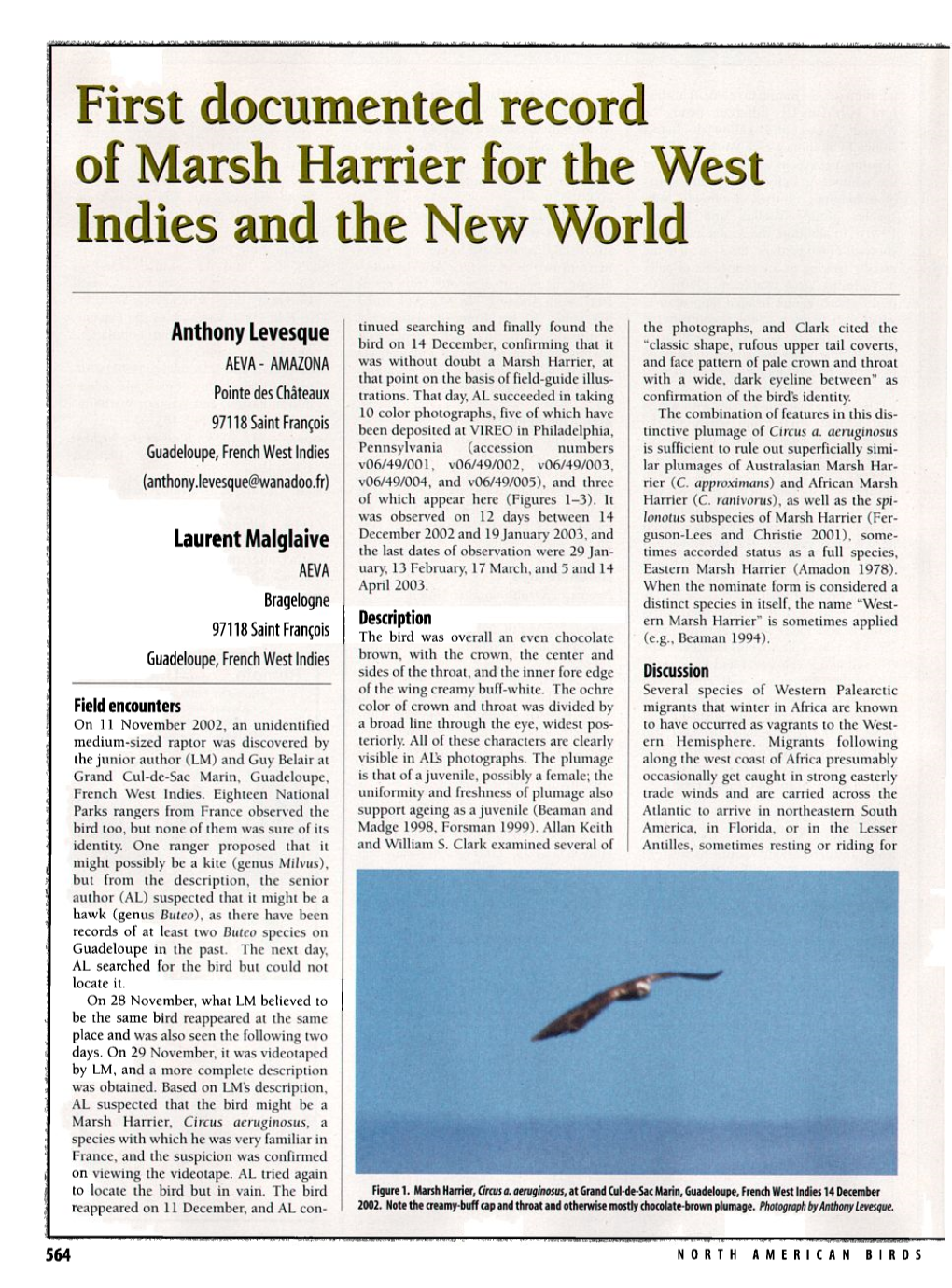 First Documented Record of Marsh Harrier for the West Indies and The