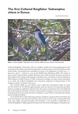 The First Collared Kingfisher Todiramphus Chloris in Yemen