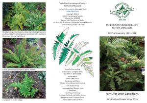 Ferns for Drier Conditions