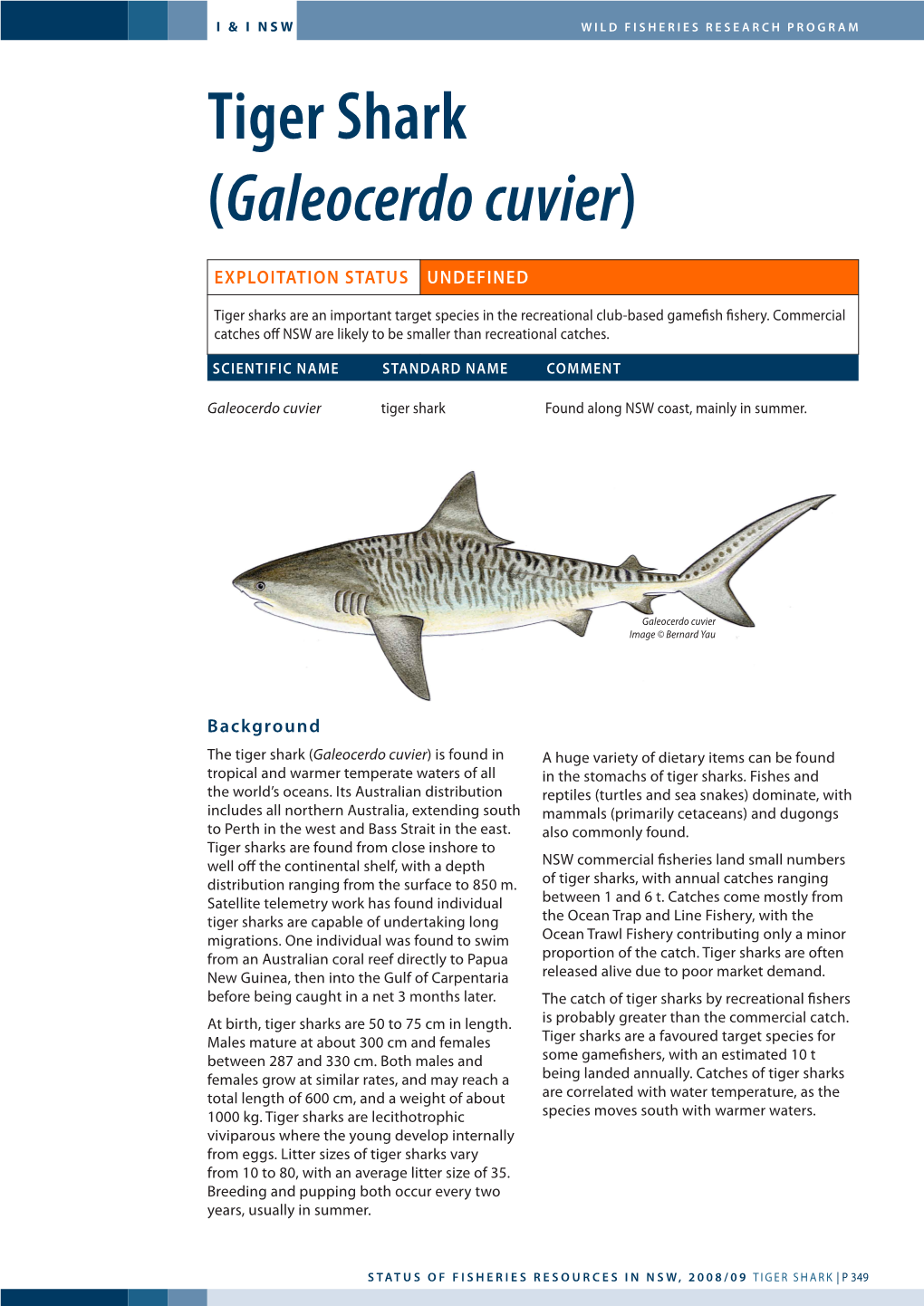 Tiger Shark (Galeocerdo Cuvier)