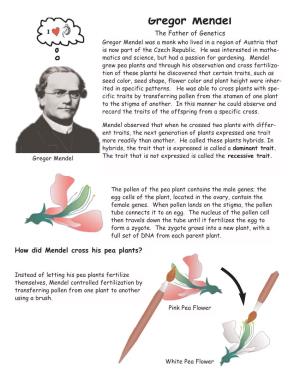Gregor Mendel I the Father of Genetics Gregor Mendel Was a Monk Who Lived in a Region of Austria That Is Now Part of the Czech Republic