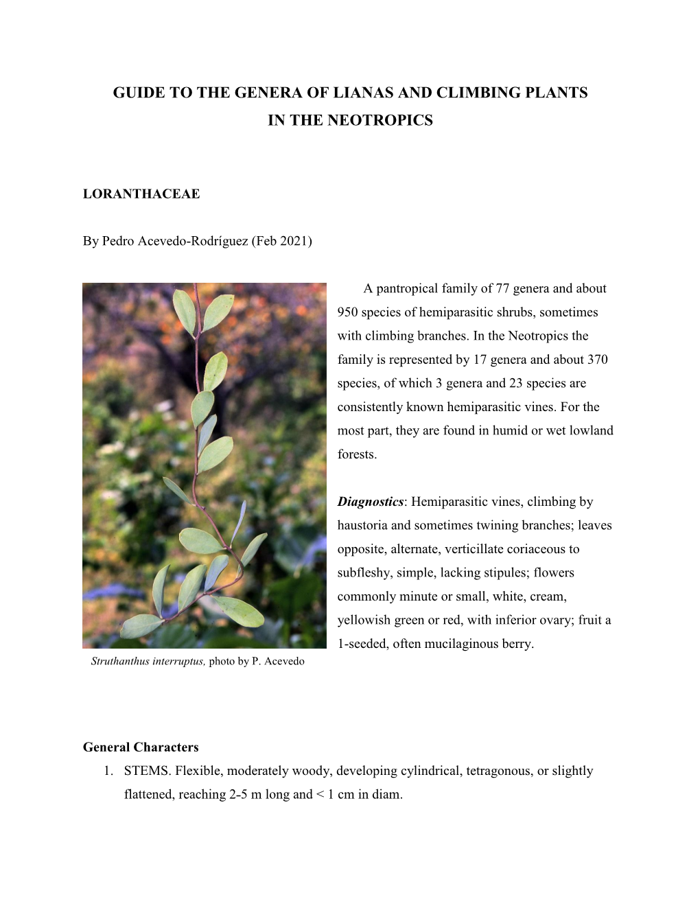 Lianas and Climbing Plants of the Neotropics: Loranthaceae