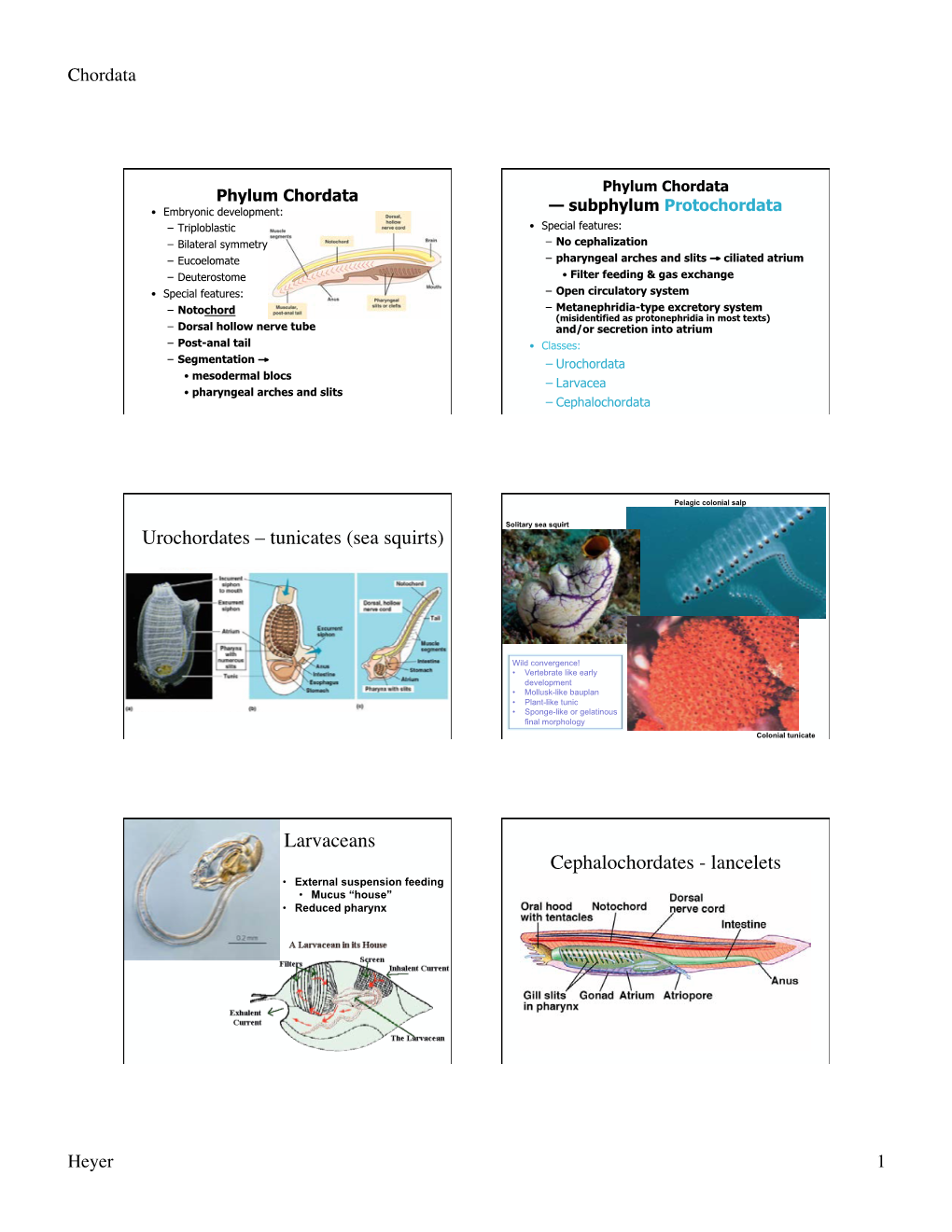 Urochordates – Tunicates (Sea Squirts) Larvaceans Cephalochordates