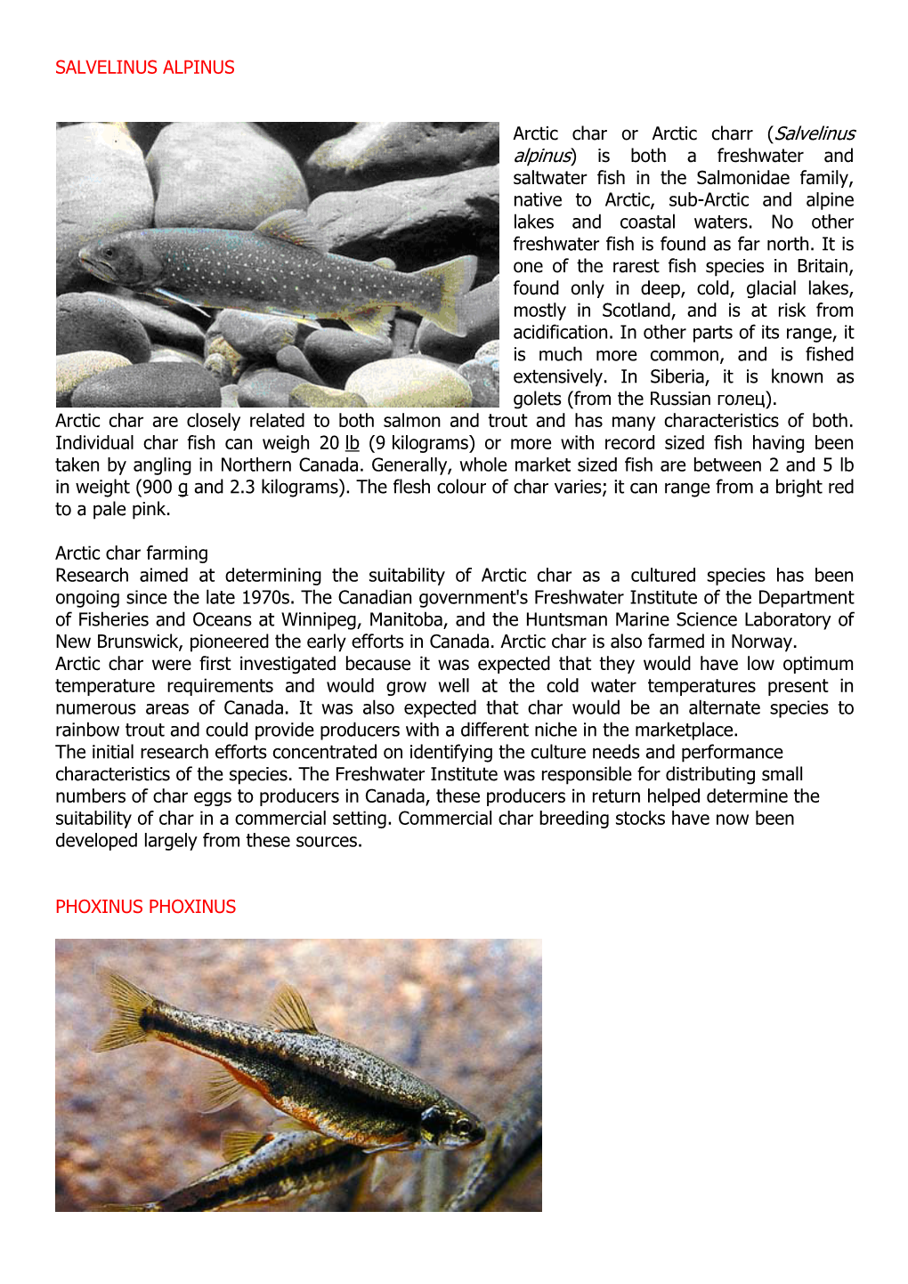 Arctic Char Or Arctic Charr (Salvelinus