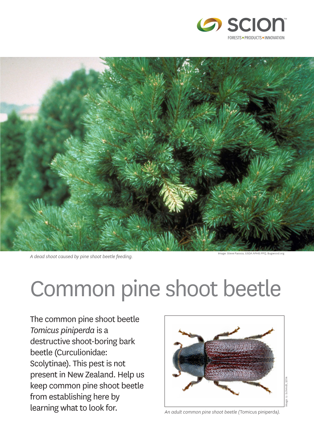 Common Pine Shoot Beetle