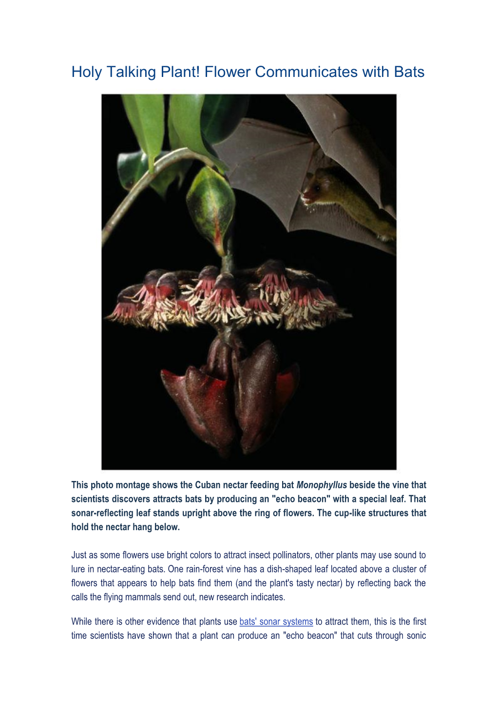Holy Talking Plant! Flower Communicates with Bats