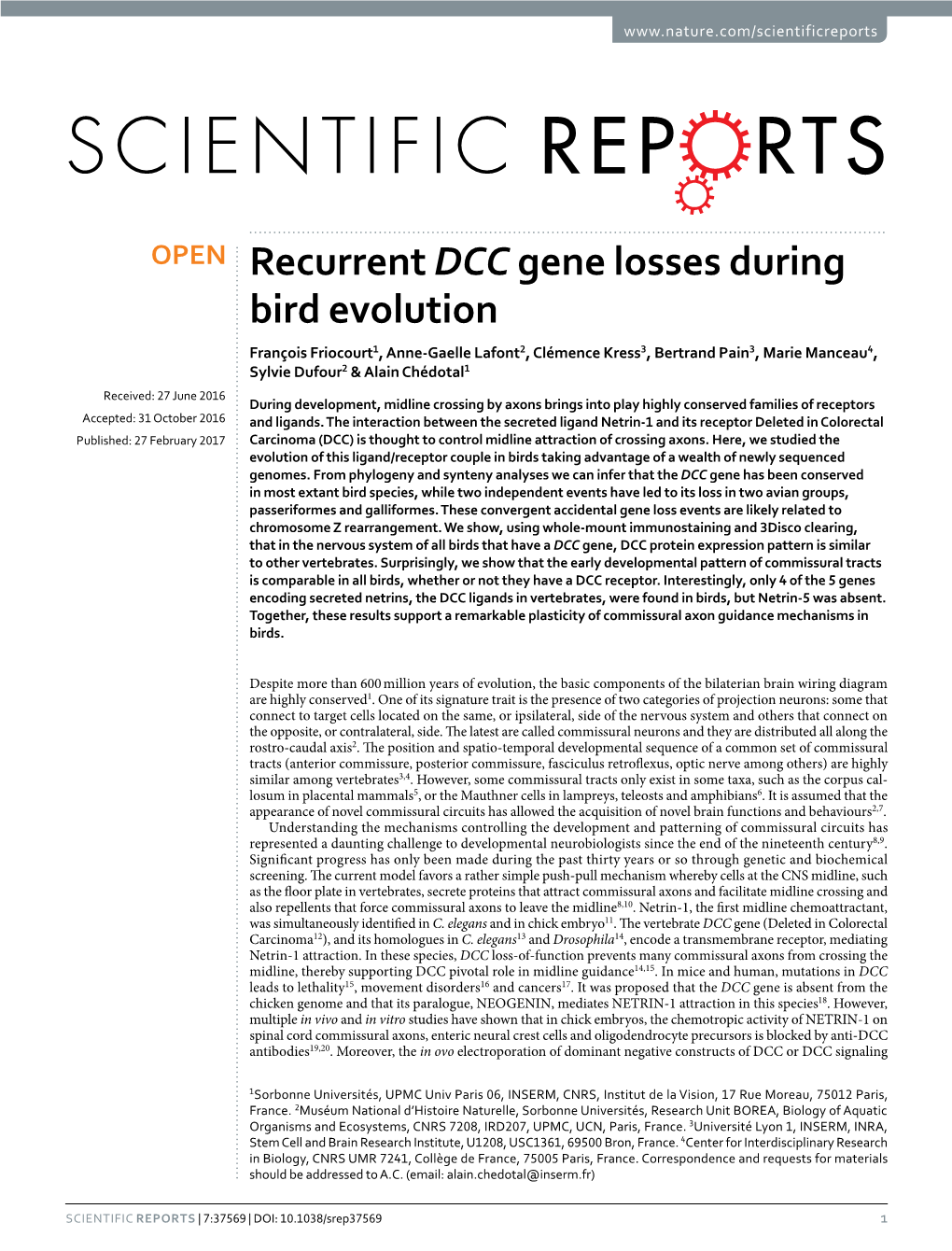 Recurrent DCC Gene Losses During Bird Evolution