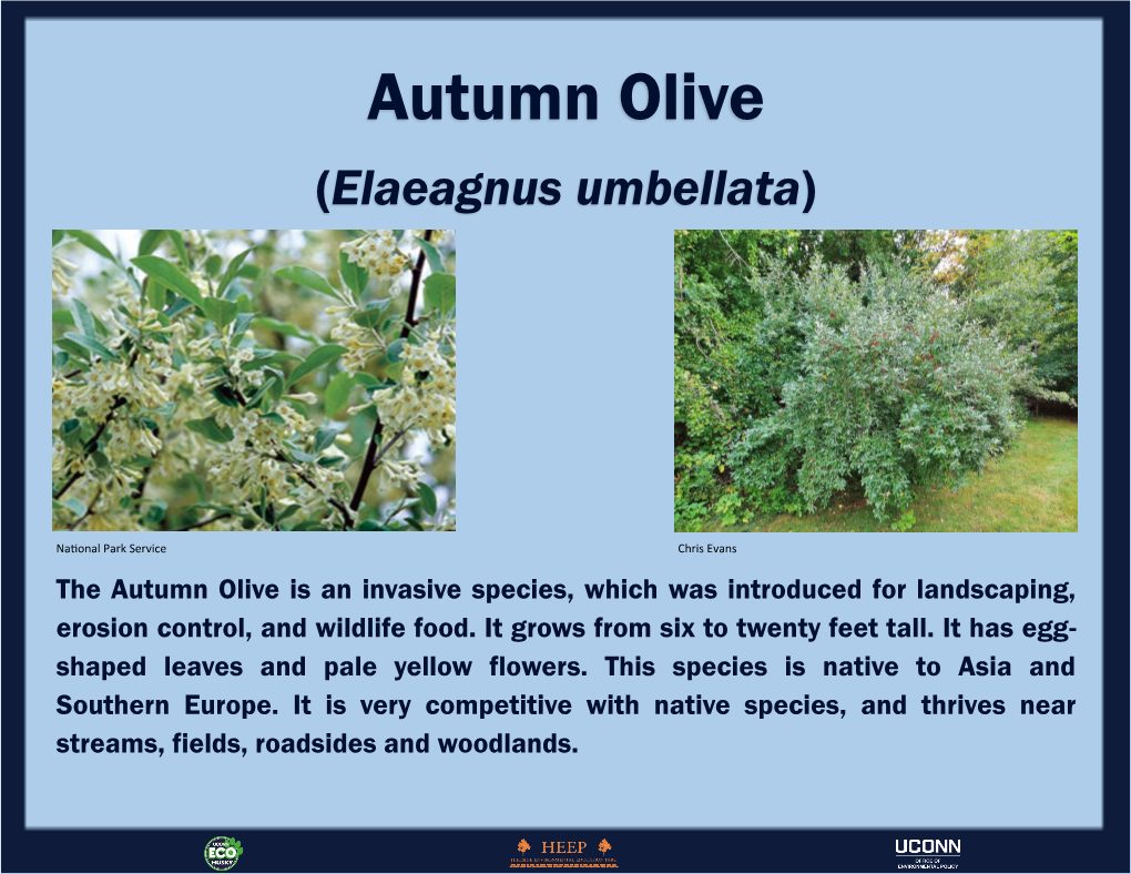 Autumn Olive (Elaeagnus Umbellata)