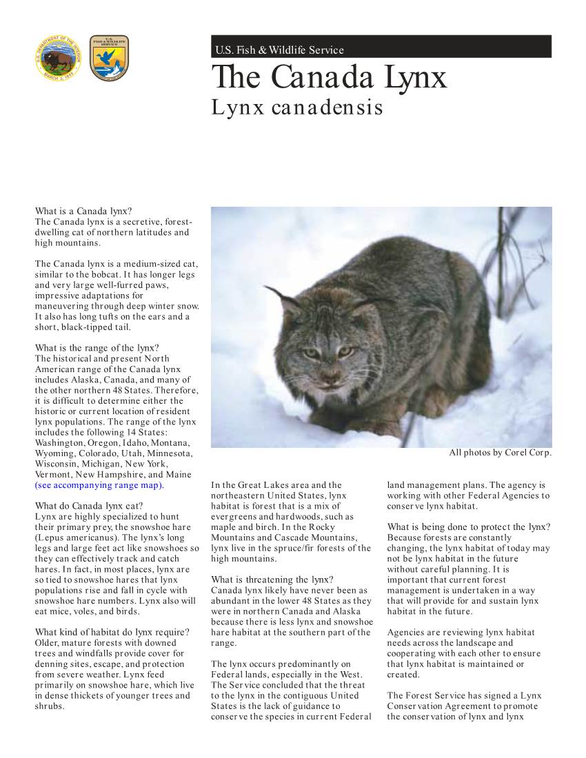 The Canada Lynx Lynx Canadensis