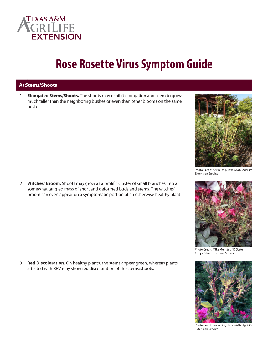 Rose Rosette Virus Symptom Guide