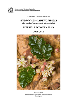 ANDROCALVA ADENOTHALIA (Formerly Commersonia Adenothalia)