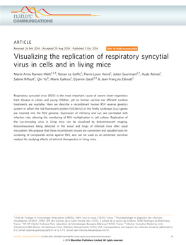 Visualizing the Replication of Respiratory Syncytial Virus in Cells and in Living Mice