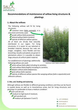 Recommendations of Maintenance of Willow Living Structures & Plantings