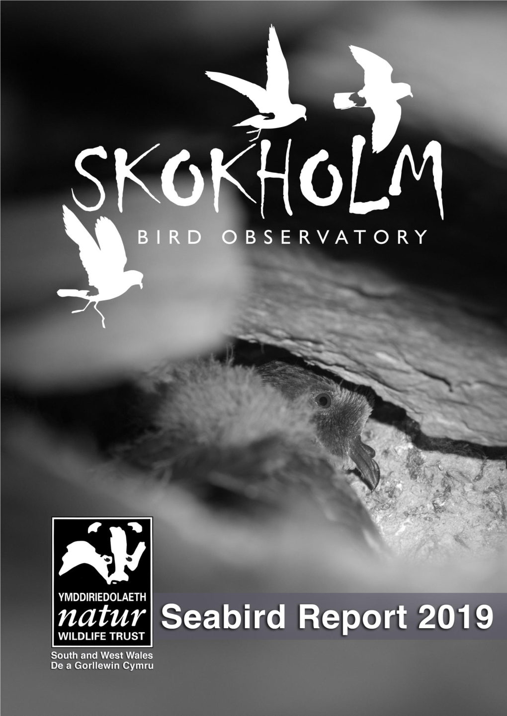 Skokholm Seabird Report 2019