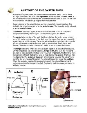 Anatomy of the Oyster Shell