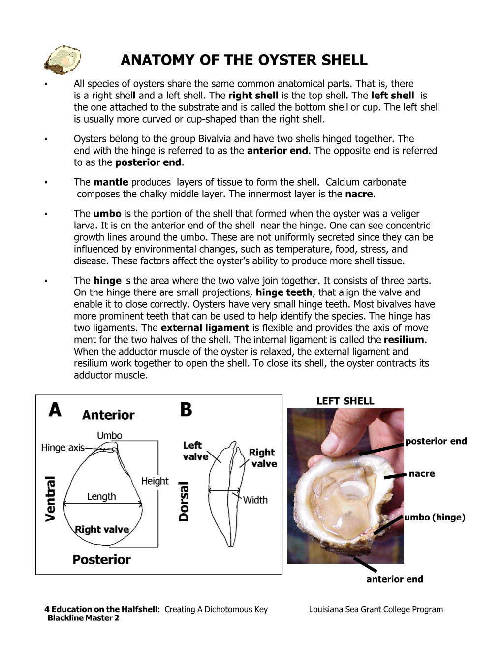 Anatomy of the Oyster Shell