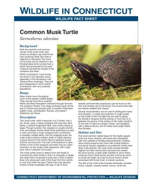 Common Musk Turtle Sternotherus Odoratus