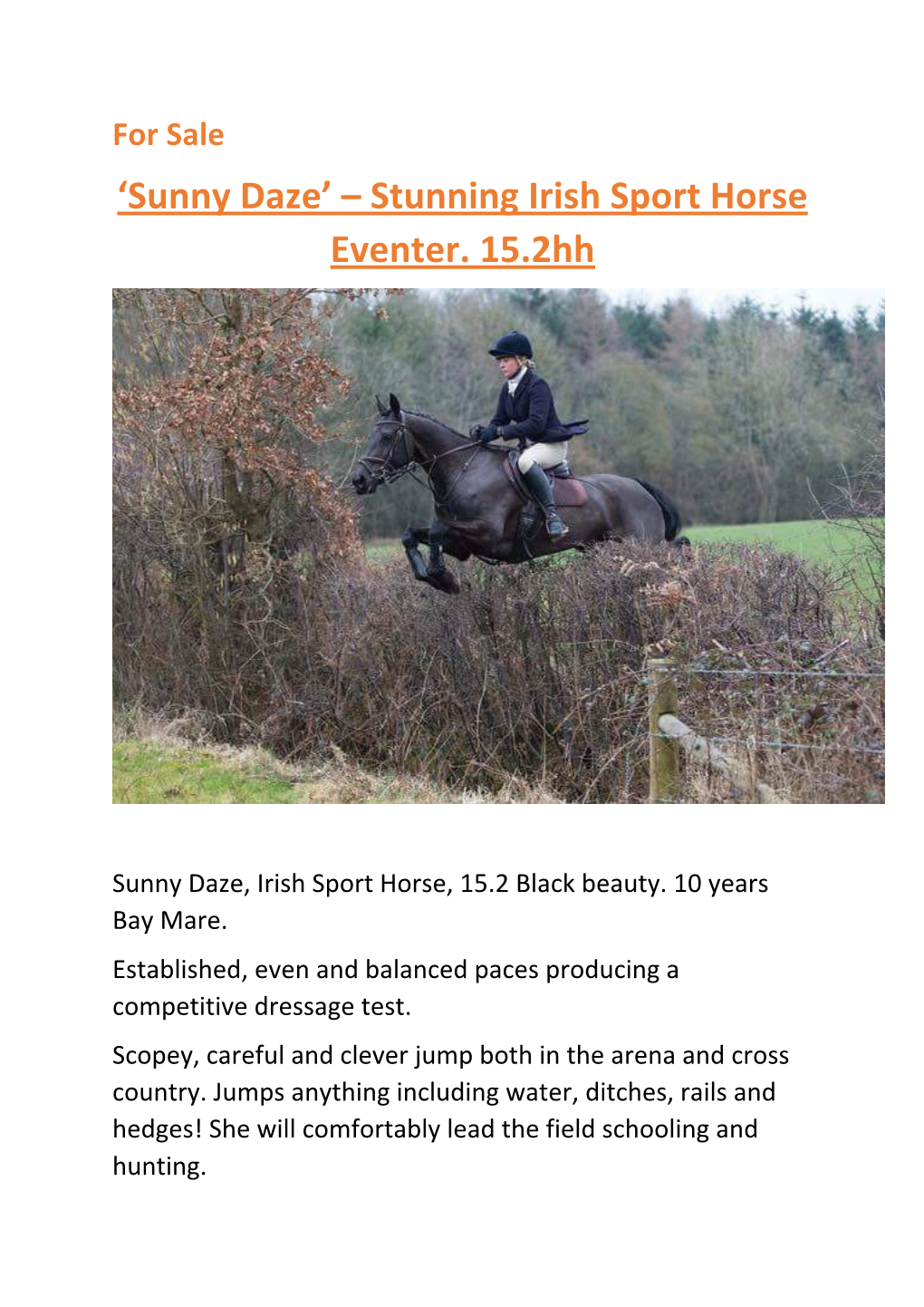 'Sunny Daze' – Stunning Irish Sport Horse Eventer. 15.2Hh