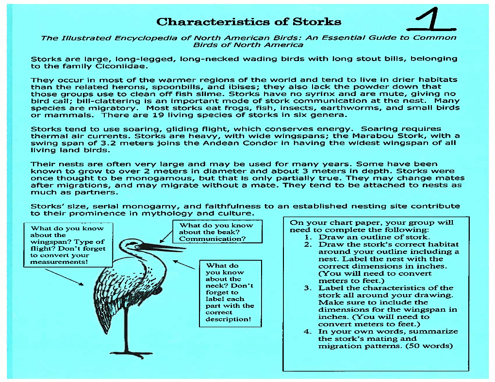 Characteristics of Storks