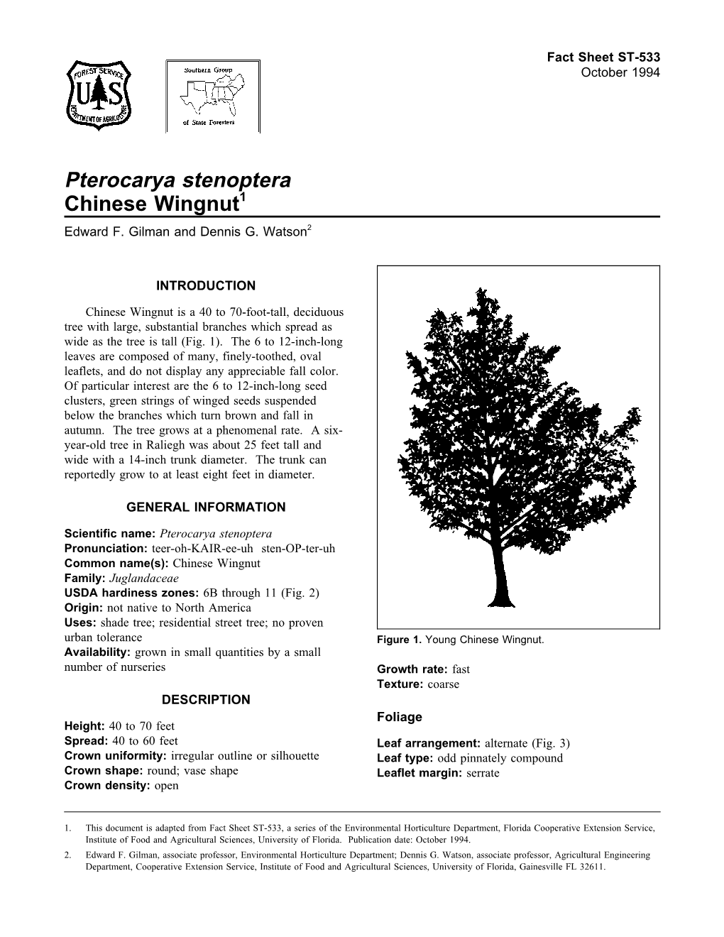 Pterocarya Stenoptera Chinese Wingnut1 Edward F