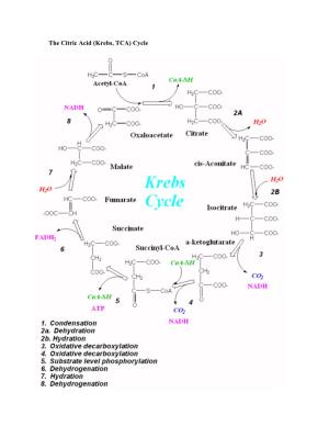 The Citric Acid (Krebs, TCA) Cycle Step 1: Condensation