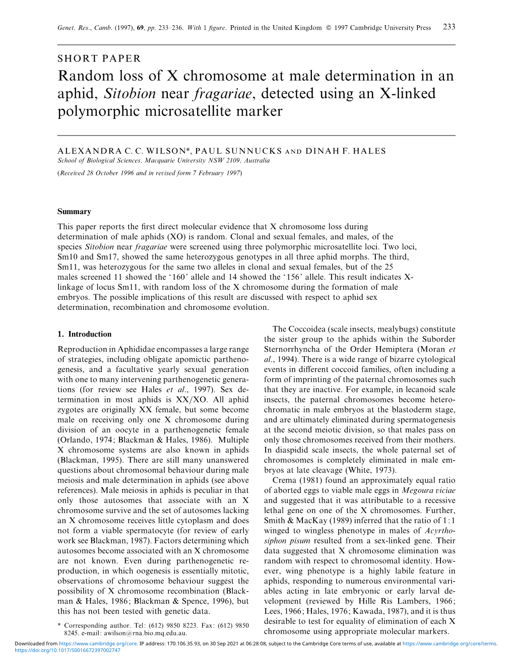 SHORT PAPER Random Loss of X Chromosome at Male Determination in an Aphid, Sitobion Near Fragariae, Detected Using an X-Linked Polymorphic Microsatellite Marker