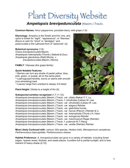Ampelopsis Brevipedunculata (Maxim.) Trautv