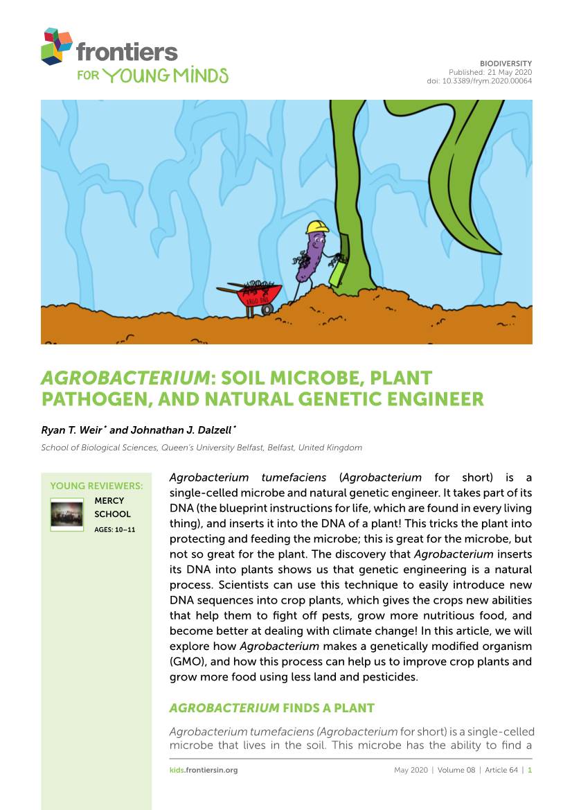 Agrobacterium: Soil Microbe, Plant Pathogen, and Natural Genetic Engineer