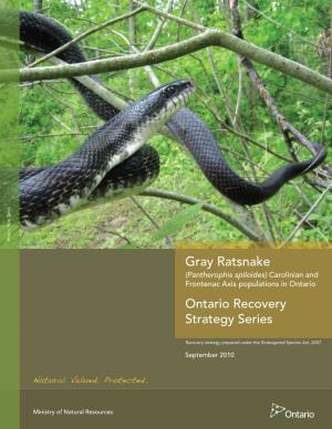 Pantherophis Spiloides) Carolinian and Frontenac Axis Populations in Ontario Ontario Recovery Strategy Series