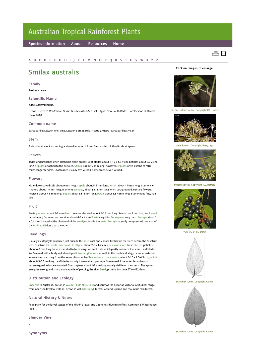 Smilax Australis Click on Images to Enlarge