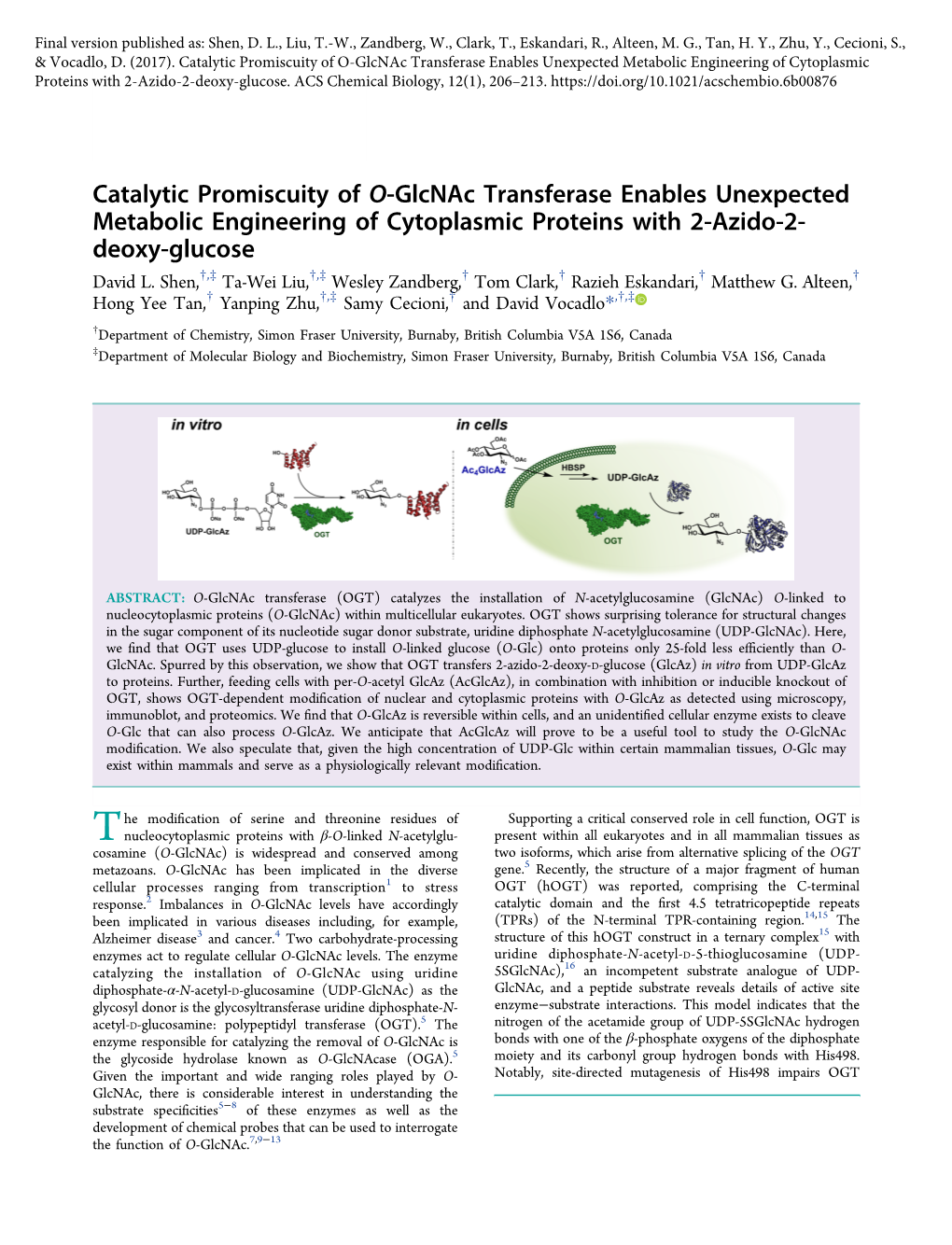 Catalytic Promiscuity of O‑Glcnac Transferase Enables Unexpected Metabolic Engineering of Cytoplasmic Proteins with 2‑Azido-2- Deoxy-Glucose † ‡ † ‡ † † † † David L