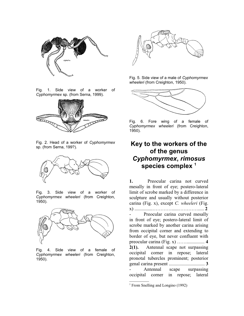 Key to Species of Rimosus Group Workers