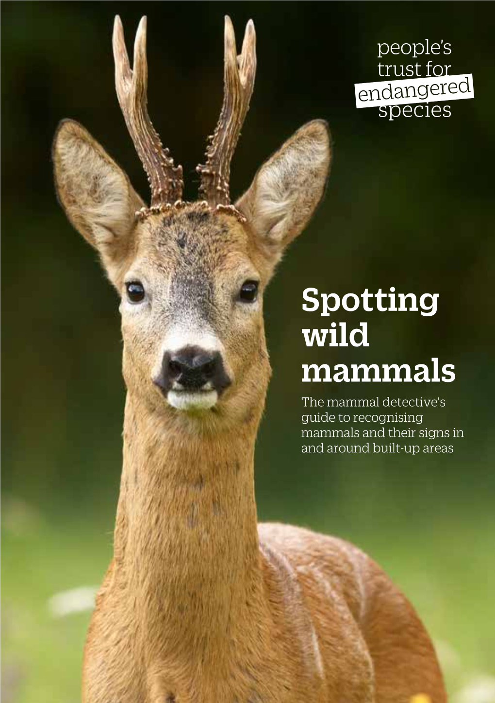 Spotting Wild Mammals the Mammal Detective’S Guide to Recognising Mammals and Their Signs in and Around Built-Up Areas Spotting Wild Mammals