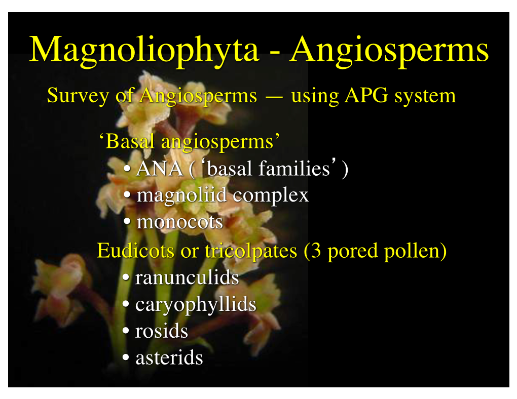 Magnoliophyta - Angiosperms Survey of Angiosperms — Using APG System