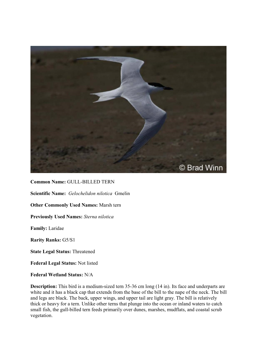 Common Name: GULL-BILLED TERN Scientific Name: Gelochelidon Nilotica Gmelin Other Commonly Used Names: Marsh Tern Previously