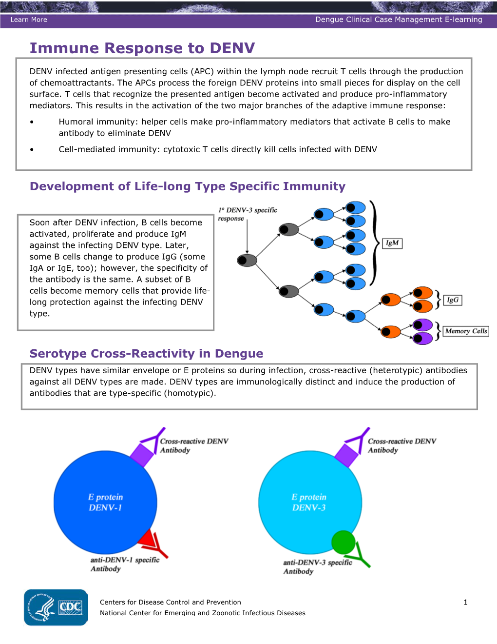 Immune Response to DENV