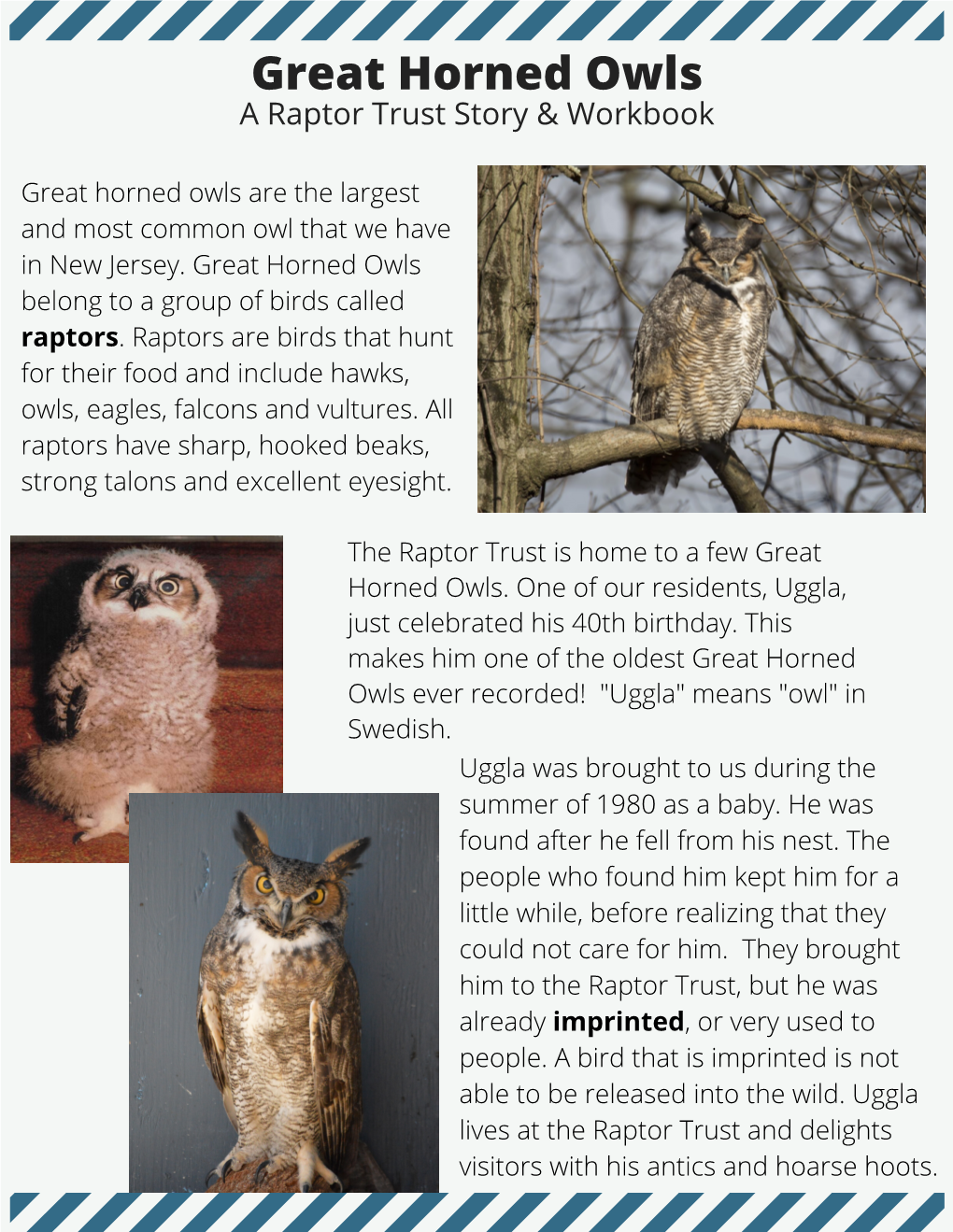 Great Horned Owls a Raptor Trust Story & Workbook