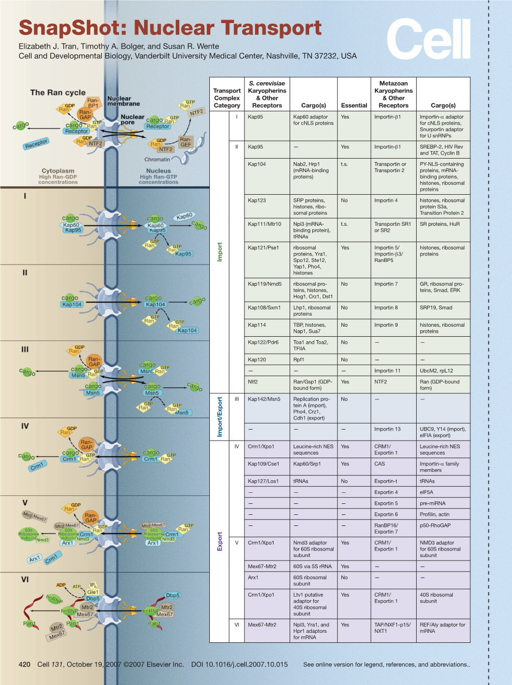 Snapshot: Nuclear Transport Elizabeth J