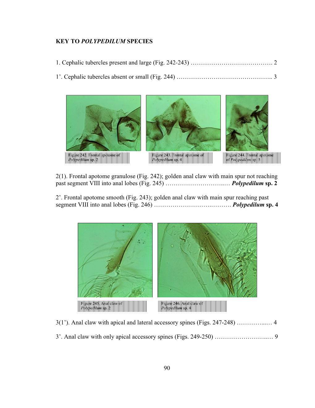 90 KEY to POLYPEDILUM SPECIES 1. Cephalic Tubercles Present And