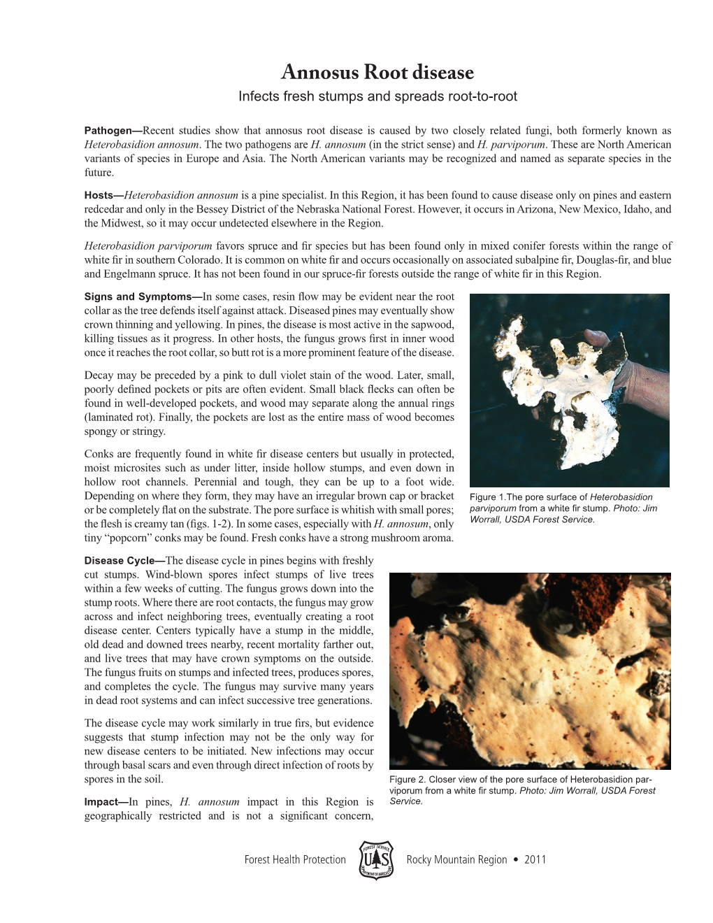 Annosus Root Disease Infects Fresh Stumps and Spreads Root-To-Root