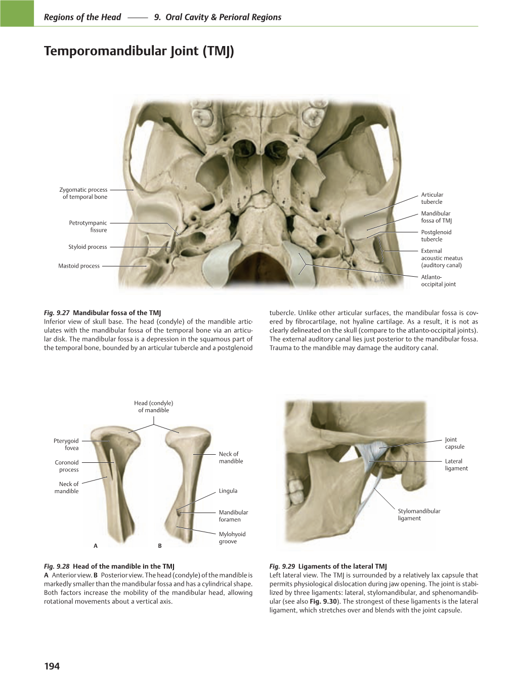 Temporomandibular Joint (TMJ)