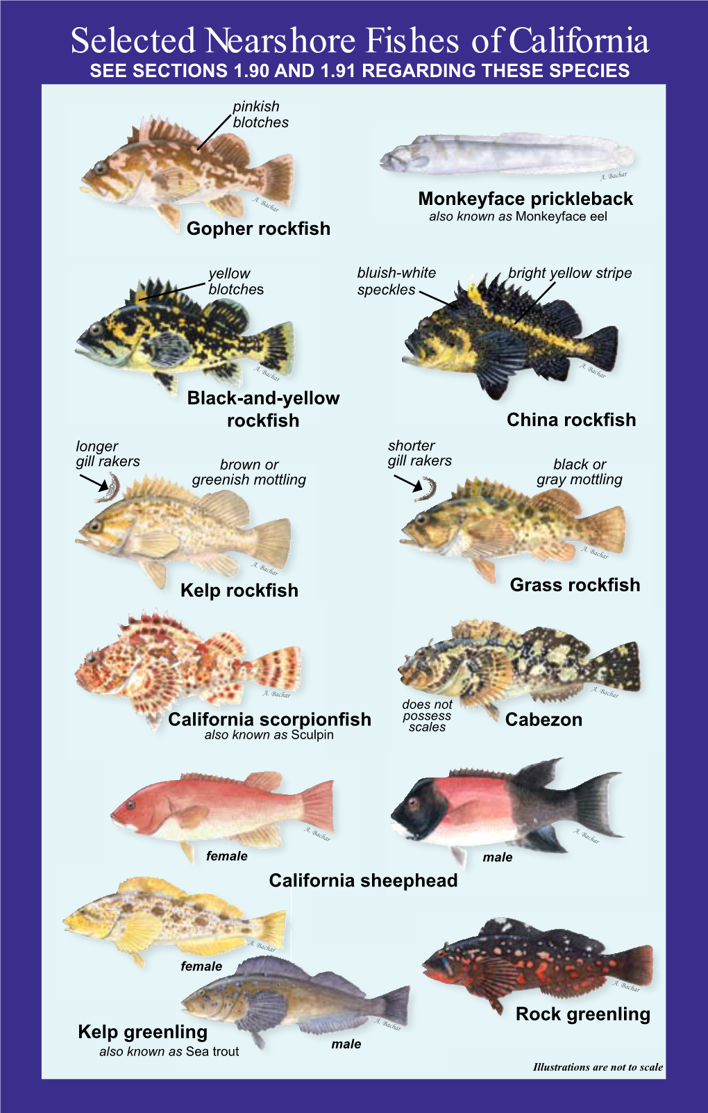 Selected Nearshore Fishes of California SEE SECTIONS 1.90 and 1.91 REGARDING THESE SPECIES