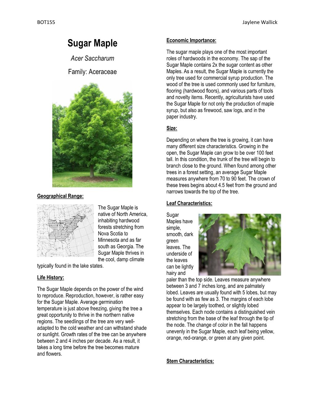 Sugar Maple Economic Importance: the Sugar Maple Plays One of the Most Important Acer Saccharum Roles of Hardwoods in the Economy