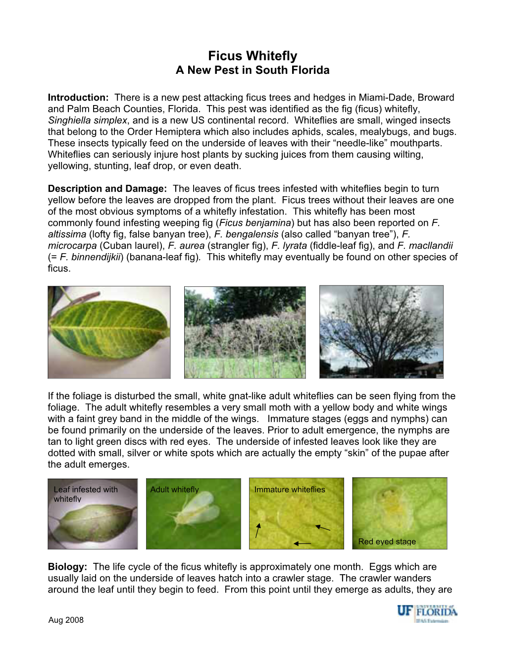 Ficus Whitefly a New Pest in South Florida