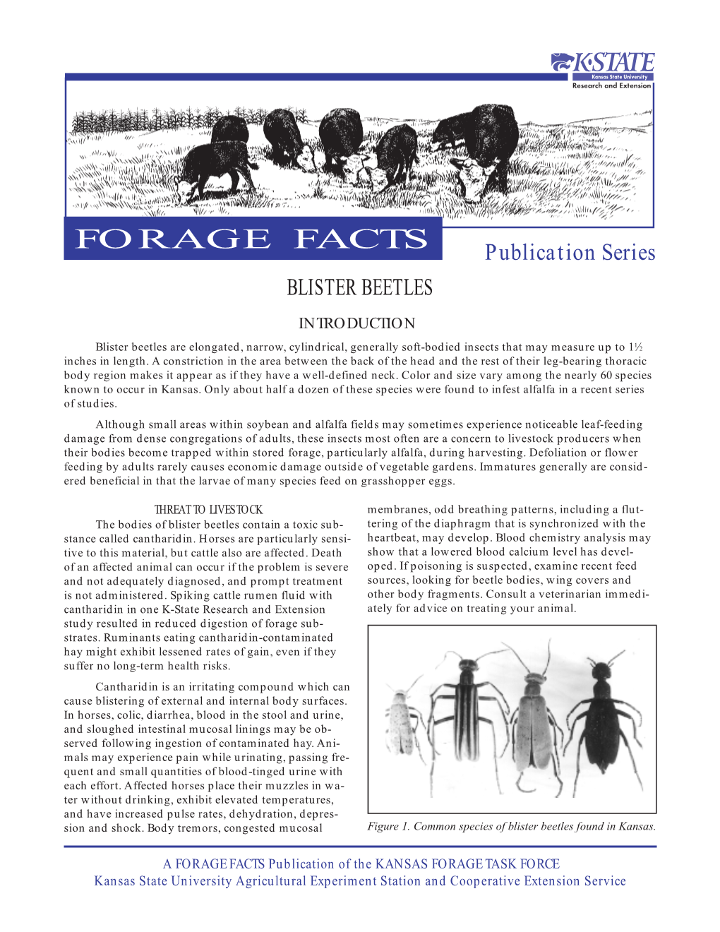 Blister Beetles Introduction