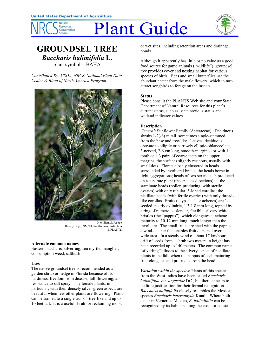 GROUNDSEL TREE Baccharis Halimifolia L. Plant Guide