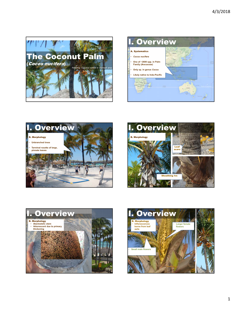 The Coconut Palm I. Overview I. Overview I. Overview I. Overview I