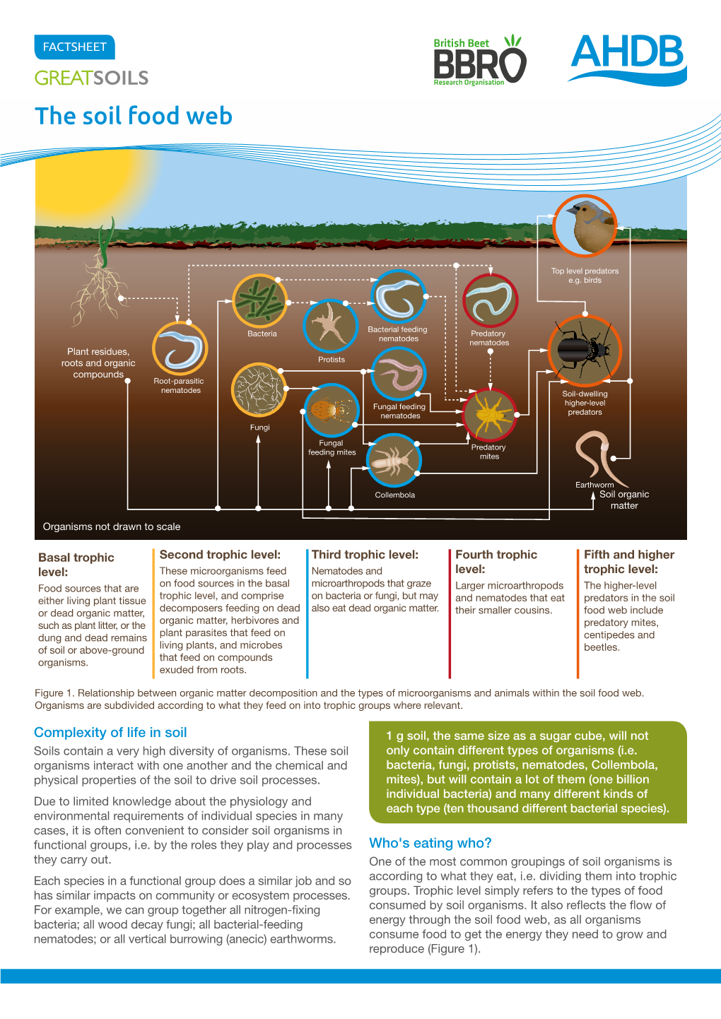 The Soil Food Web