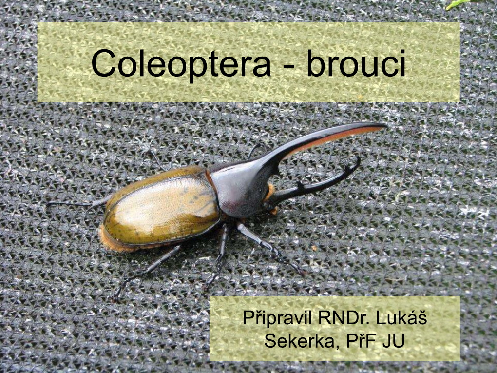 Coleoptera - Brouci