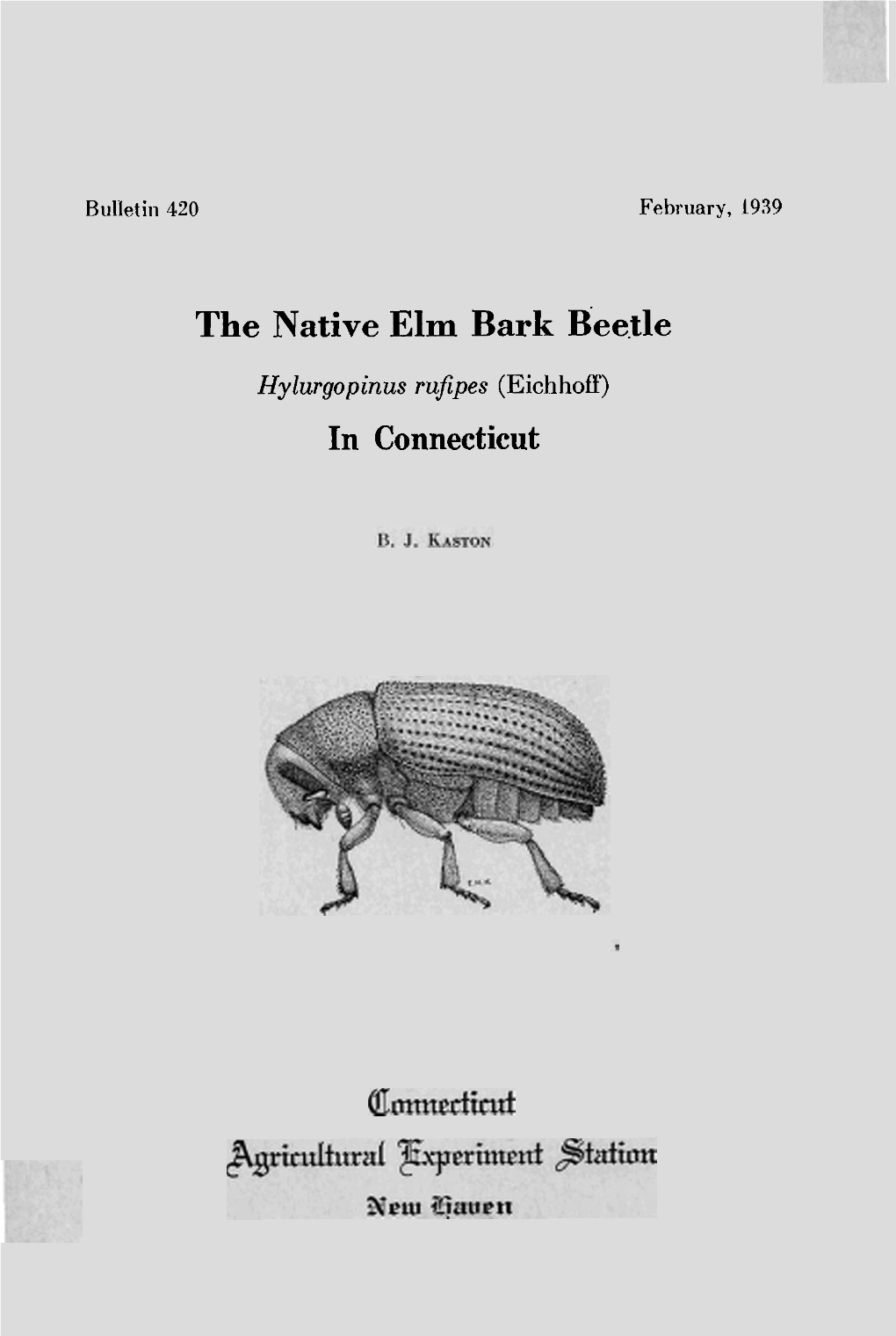 The Native Elm Bark Beetle, Hylurgopinus Rufipes